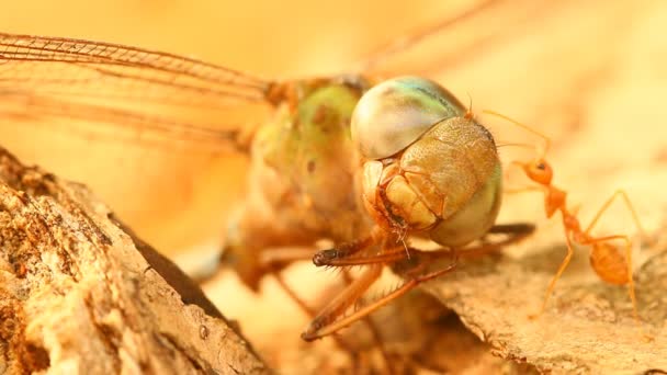 Tote Drachenfliege Mit Ameisen Auf Baum Chiangmai Thailand — Stockvideo