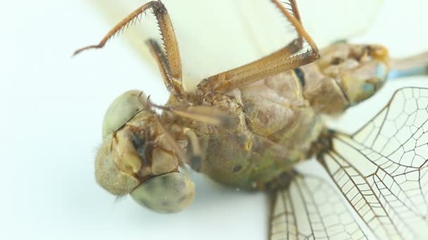 Dragon Volar Pizarra Blanca Estudio Chiangmai Tailandia — Vídeos de Stock