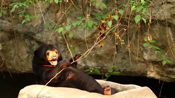 Oso Negro Asiático Chiangmai Tailandia — Vídeo de stock