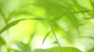 Bambu yaprakları ve güneş ışığı Chiangmai Tayland 'da.