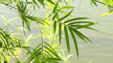 Bambu yaprakları ve güneş ışığı Chiangmai Tayland 'da.