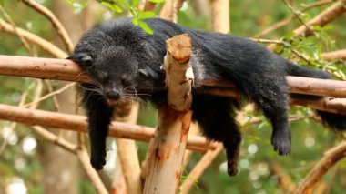 Binturong, Chiangmai Tayland 'daki ağaçta yatıyor..