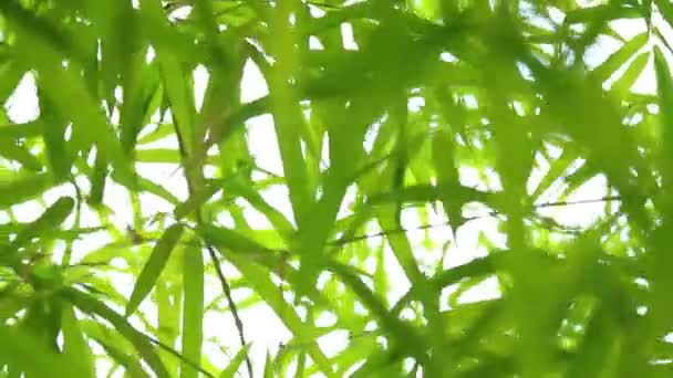 Bambu Blad Med Solljus Kvällen Chiangmai Thailand — Stockvideo