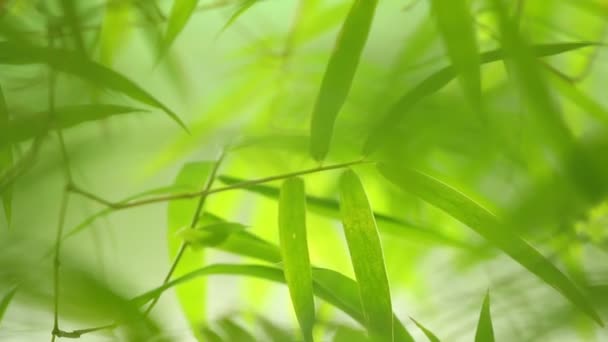 Bamboo Leaves Sunlight Evening Chiangmai Thailand — Stock Video