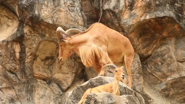 岩の上に立つ野良羊 チェンマイタイ — ストック動画