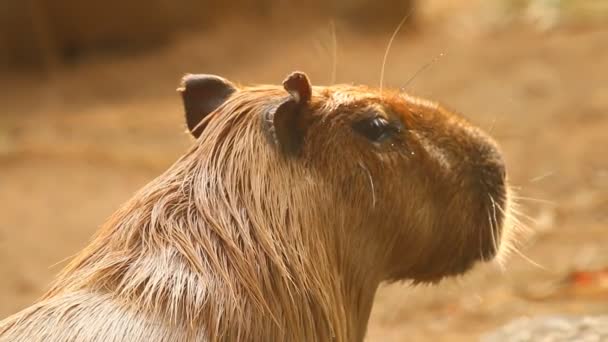 Közelkép Capybara Chiangmai Thaiföld — Stock videók