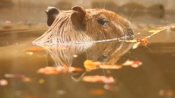 在泰国清迈关闭Capybara — 图库视频影像