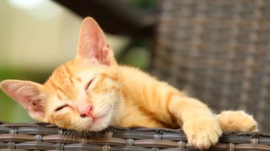 Kedi yerde yatıyor, Chiangmai Tayland 'ın dışında.