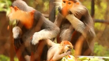 Langur maymunları Chiangmai Tayland 'da yemek yiyorlar..