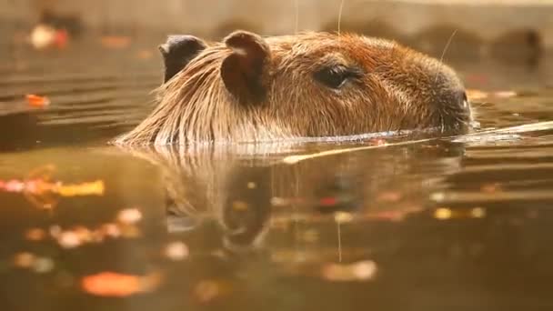 Close Capybara Chiangmai Thailandia — Video Stock