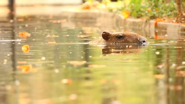 Primer Plano Capybara Chiangmai Tailandia — Vídeos de Stock