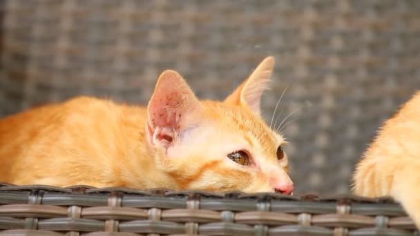 Gato Acostado Suelo Aire Libre Chiangmai Tailandia — Vídeos de Stock