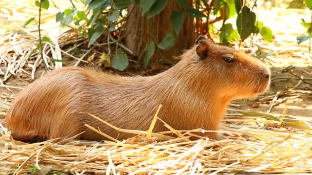 Chiangmai Tayland Daki Capybara Kapatın — Stok video