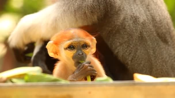 Langur Majmok Eszik Élelmiszer Chiangmai Thaiföld — Stock videók
