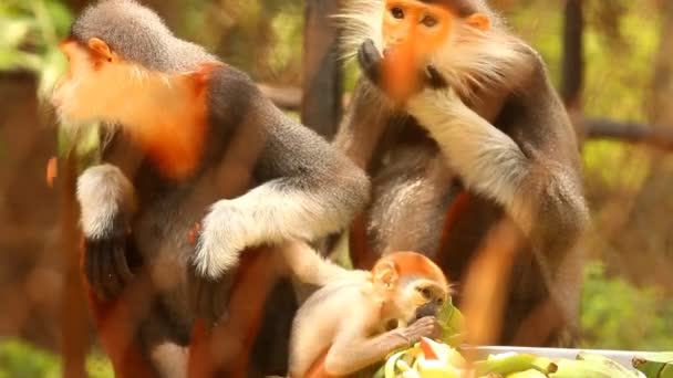 Langur Majmok Eszik Élelmiszer Chiangmai Thaiföld — Stock videók