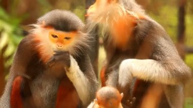 Langur maymunları Chiangmai Tayland 'da yemek yiyorlar..