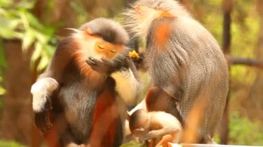 Langur maymunları Chiangmai Tayland 'da yemek yiyorlar..