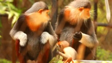 Langur maymunları Chiangmai Tayland 'da yemek yiyorlar..