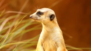 Meerkat ayakta ve bakıyor, Chiamgmai Tayland