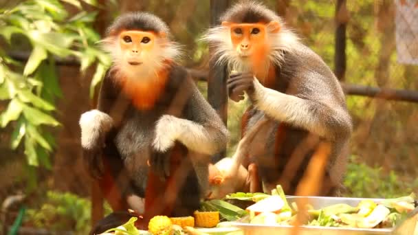 Langur Majmok Eszik Élelmiszer Chiangmai Thaiföld — Stock videók