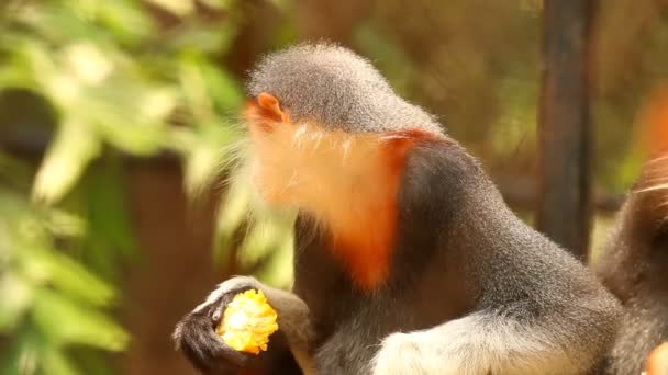 Langur Małpy Jedzenia Żywności Chiangmai Tajlandii — Wideo stockowe