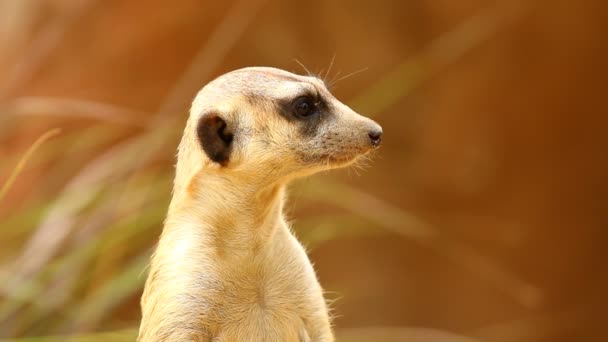 Meerkat Berdiri Dan Mencari Chiamgmai Thailand — Stok Video