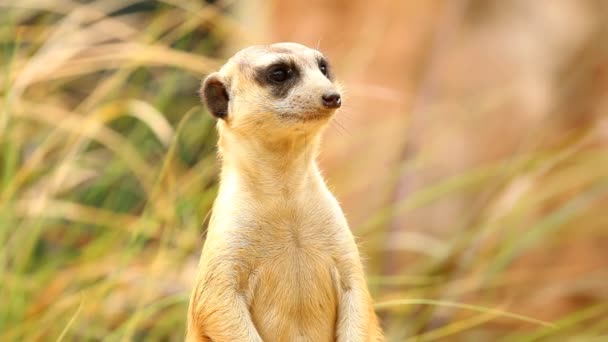 Meerkat Stoi Patrzy Chiamgmai Tajlandii — Wideo stockowe