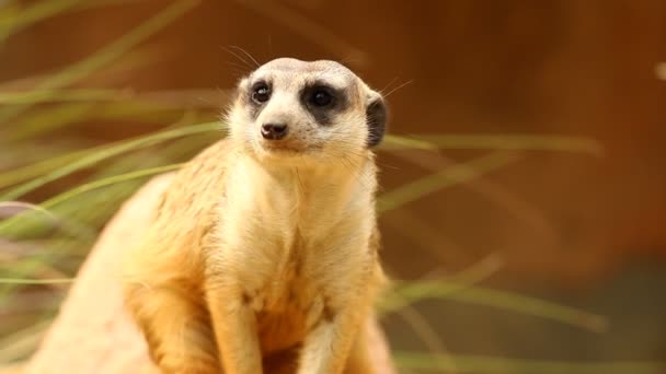 Meerkat Standing Looking Chiamgmai Thailand — Stock Video