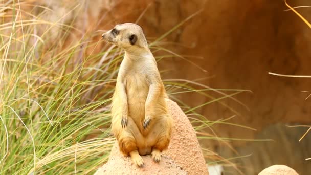 Meerkat Standing Looking Chiamgmai Thailand — 图库视频影像