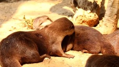 Yerde su samurları oynuyor, Chiangmai Tayland