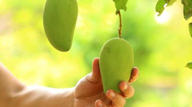 Mango ağacından mango toplayan adam, Chaingmai Tayland