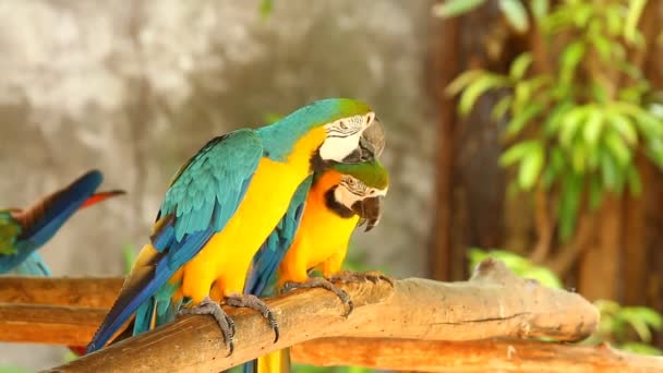 Oiseau Chiangmai Thaïlande — Video