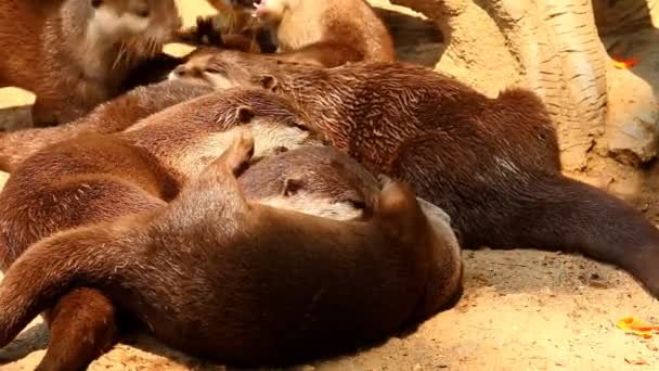 Lontre Che Giocano Terra Chiangmai Thailandia — Video Stock