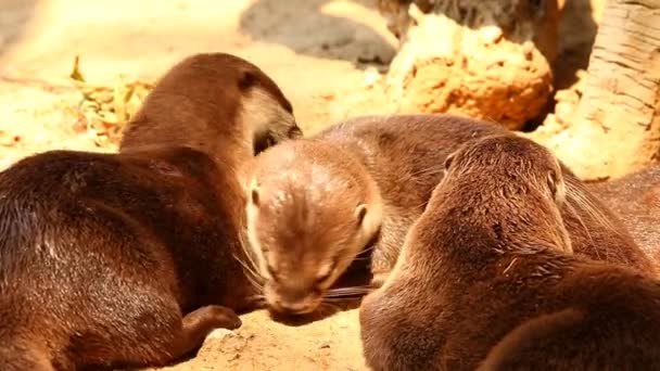 Otters Spelen Grond Chiangmai Thailand — Stockvideo