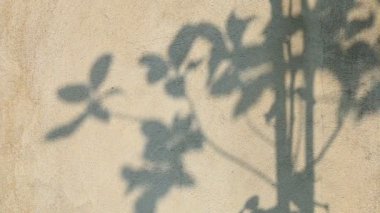 Duvarda gölgeler bırakır, Chiangmai Tayland açıklarında.