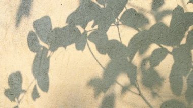 Duvarda gölgeler bırakır, Chiangmai Tayland açıklarında.
