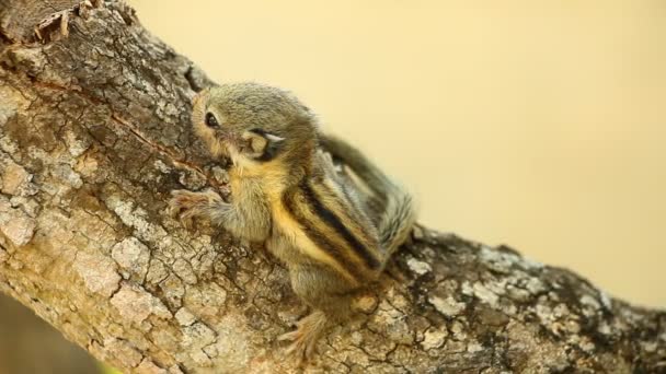 Chipmunk Klimmen Boom Chiangmai Thailand — Stockvideo