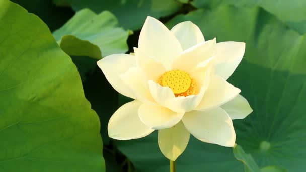 Vit Lotus Blomma Damm Lumphun Provinsen Thailand — Stockvideo