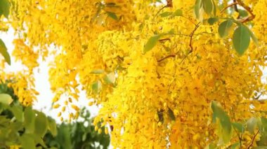 Güneş ışığıyla sarı çiçekler, açık hava Chiangmai Tayland