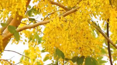 Güneş ışığıyla sarı çiçekler, açık hava Chiangmai Tayland