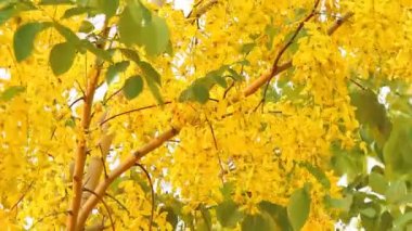 Güneş ışığıyla sarı çiçekler, açık hava Chiangmai Tayland