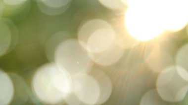 Gün ışığıyla hareket eden ağaç yaprakları, Chiangmai Tayland