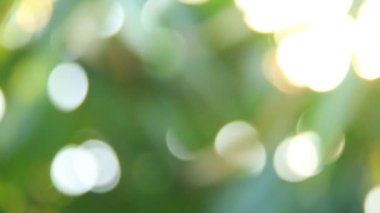 Gün ışığıyla hareket eden ağaç yaprakları, Chiangmai Tayland