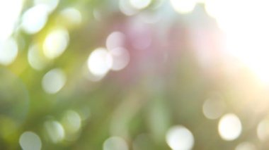 Gün ışığıyla hareket eden ağaç yaprakları, Chiangmai Tayland