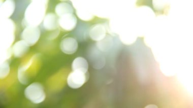 Gün ışığıyla hareket eden ağaç yaprakları, Chiangmai Tayland