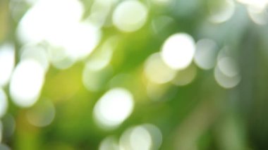 Gün ışığıyla hareket eden ağaç yaprakları, Chiangmai Tayland