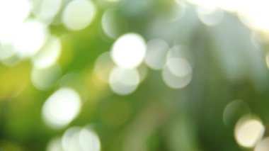 Gün ışığıyla hareket eden ağaç yaprakları, Chiangmai Tayland