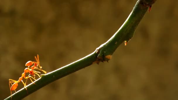 Μυρμήγκια Αναρρίχηση Δέντρο Υποκατάστημα Υπαίθρια Chiangmai Ταϊλάνδη — Αρχείο Βίντεο