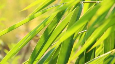 Gün ışığıyla hareket eden ağaç yaprakları, Chiangmai Tayland