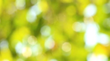 Gün ışığıyla hareket eden ağaç yaprakları, Chiangmai Tayland